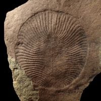 New Paper: Dickinsonia biomarkers