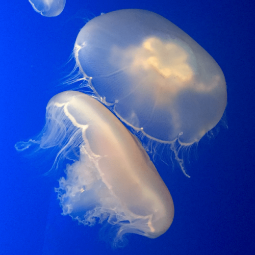 Jellyfish: Simple creatures hold clues to the origin of animals.
